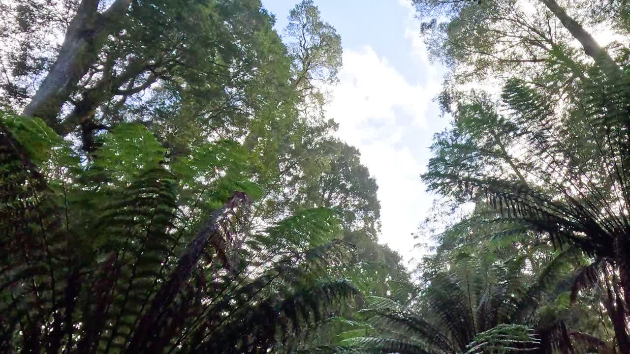 el exuberante dosel del bosque tropical con helechos verdes vibrantes