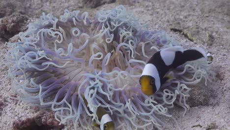 Pez-Anémona-De-Silla-De-Montar-Que-Vive-En-Una-Anémona-Blanqueada-En-Koh-Tao,-Tailandia