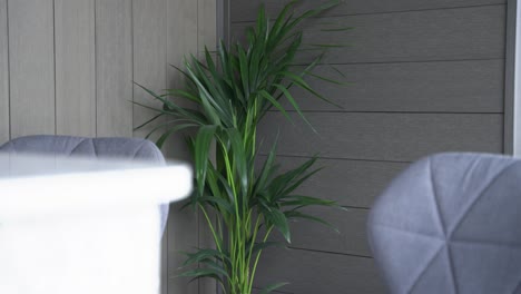 Close-up-of-green-floor-plant-sitting-at-the-back-of-a-luxury-modern-office-with-grey-cladding-and-desk-chairs-for-a-sleek-minimal-look