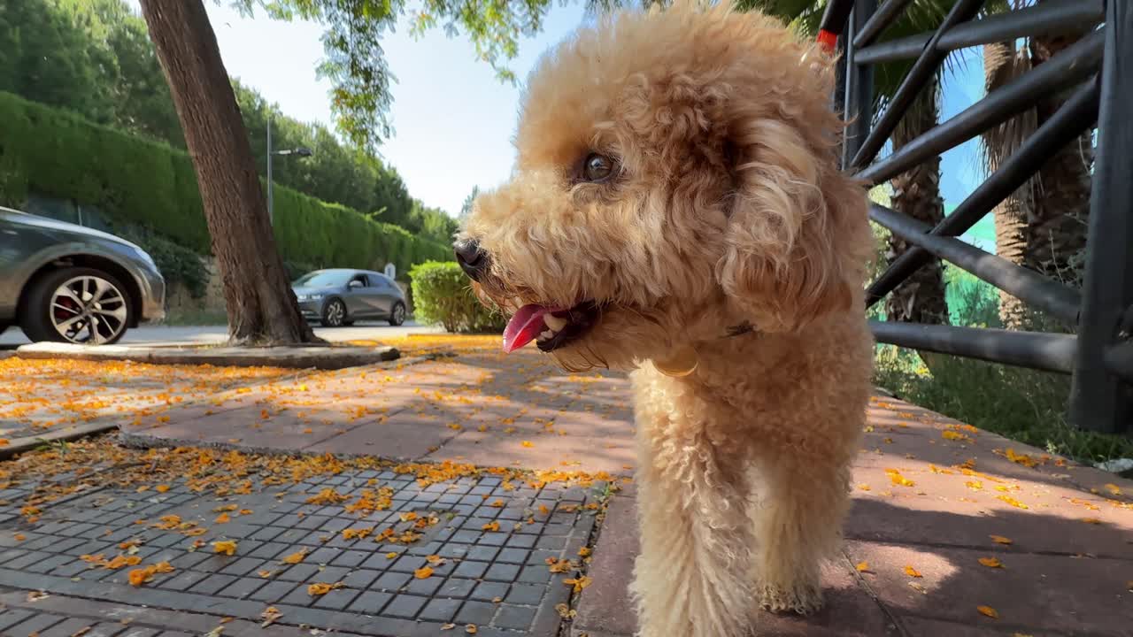 Golden Poodle on a Walk