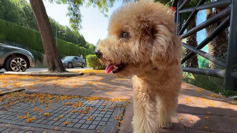 golden poodle on a walk
