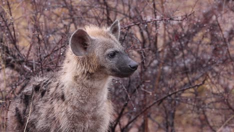 Alerta-Y-Curiosa,-La-Hiena-Manchada-Mira-A-Su-Alrededor-Bajo-La-Lluvia-Africana