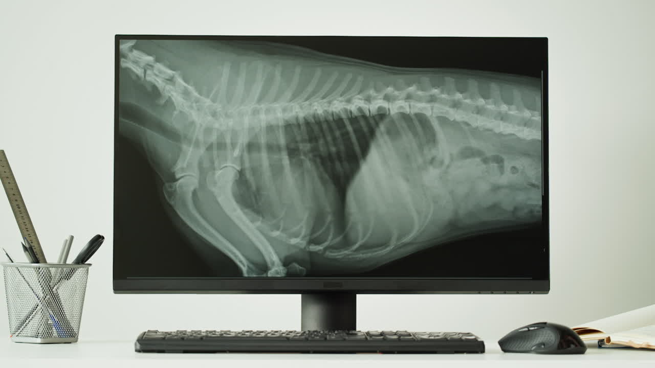 Veterinarian Examining Dog's X-Ray