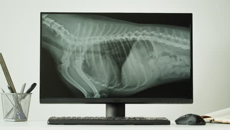 veterinarian examining dog's x-ray