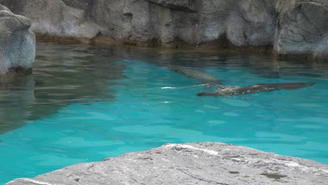 focas de puerto nadando en la piscina del zoológico en seúl, corea del sur