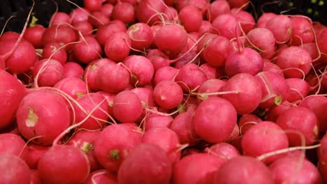 red radish at the vegetable market in cardboard boxes red radish at the vegetable market in cardboard boxes fresh spring vegetables