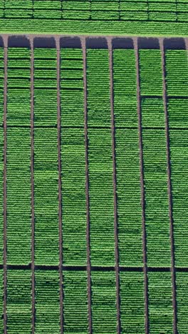 cámara drone sobre el campo de maíz verde