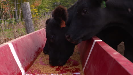 Black-Angus-beef-cows-feeding-at-the-trough,-slow-motion