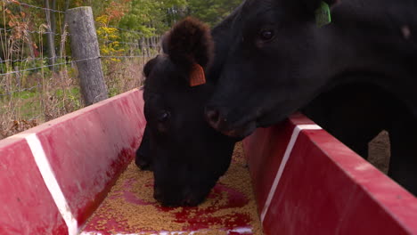 black angus beef cows feeding at the trough, slow motion