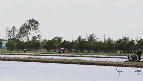 Walking-Tractors-mounted-by-several-drivers-plowing-and-churning-through-mud-to-prepare-the-field-for-rice-planting-in-Nakhon-Nayok,-Thailand