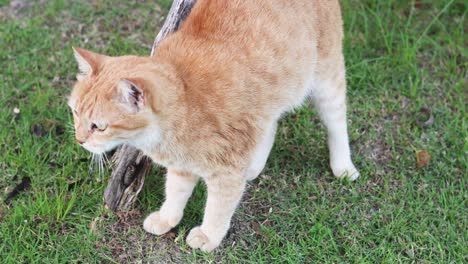 orange cat walking and sniffing around grass