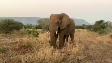 Elefante-Africano-Macho-En-Sabana-Orina-Y-Defeca-De-Pie