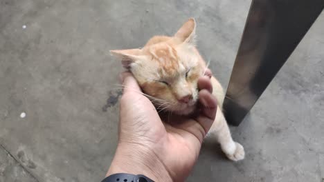 a man was stroking and pampering a street cat by hand