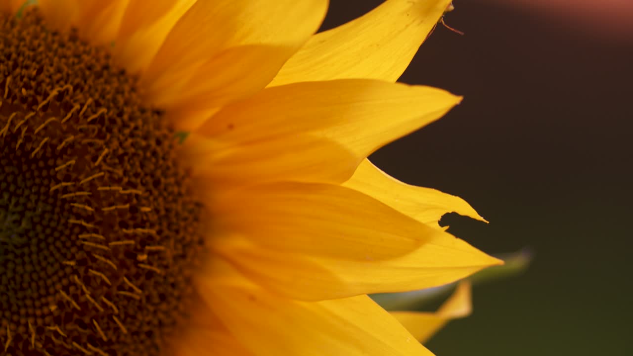 un abejorro y un insecto trepando en el primer plano de la hoja de flor de girasol