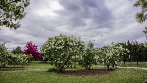blooming lilac bushes with green leaves and white flowers on a sunny day in spring