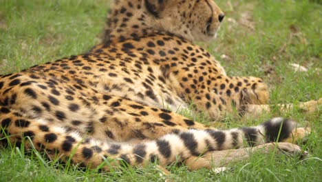 primer plano, el guepardo mueve la cola mientras descansa sobre la hierba verde en sudáfrica
