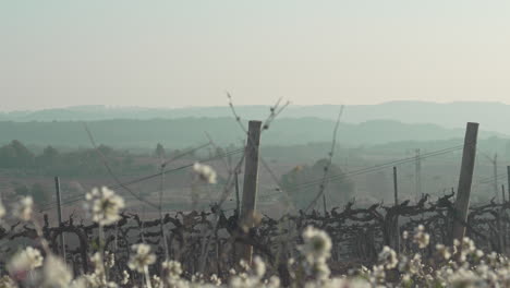 landscape-of-vineyard-farm-fields,-with-white-flowers-in-foreground-during-morning-sunlight