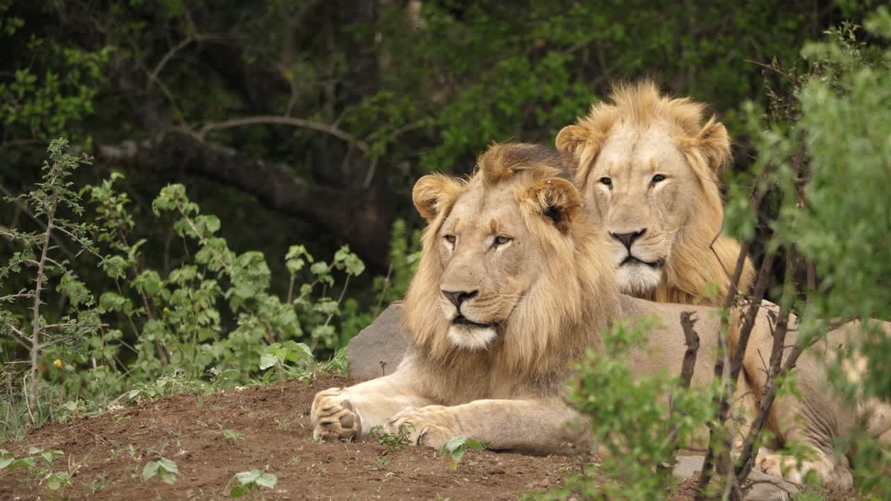 Coppia di giovani leoni maschi che riposano nella boscaglia e guardano la fotocamera