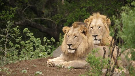 Un-Par-De-Leones-Machos-Jóvenes-Descansando-En-Matorrales-Y-Mirando-La-Cámara