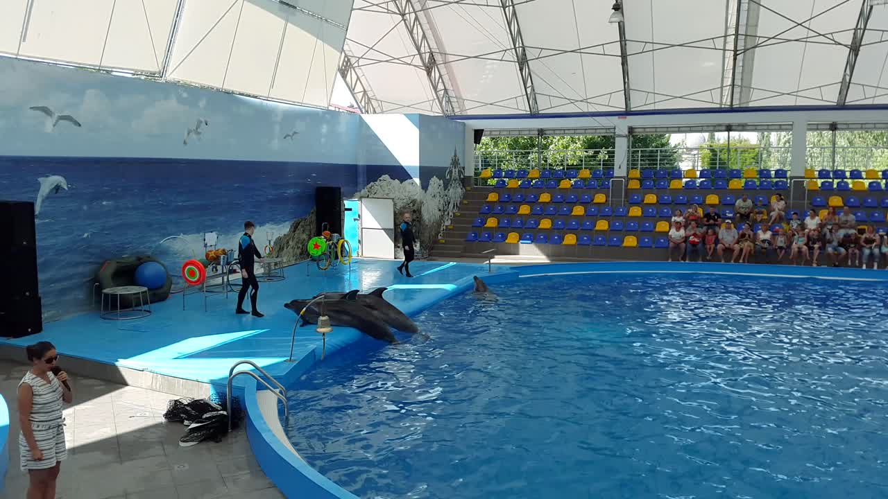 Odessa, Ukraine - August 2017: Dolphins play in the Dolphinarium. Representation in the Dolphinarium. Show of dolphins.