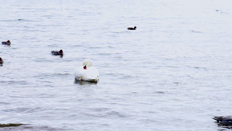 beautiful white swans at yamanaka lake with mt