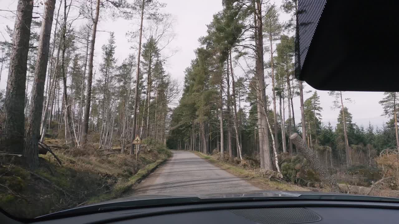 Tranquil drive through a lush forest on a cloudy day, filmed through the windshield. Calming ambiance of the forest, with towering trees.