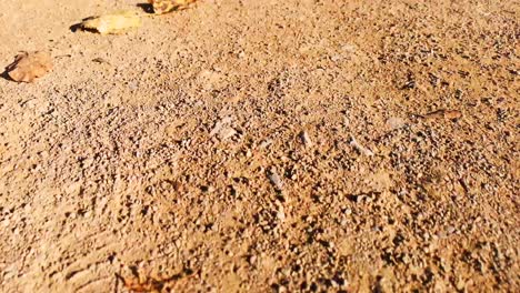 Walking-very-fast-on-a-dirt-pathway,-sprinkled-with-autumn-leaves-and-grass-on-the-side