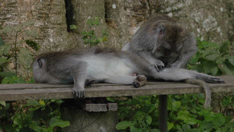 monkeys grooming on a wooden bench