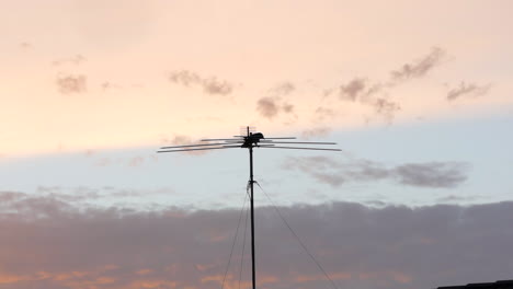 crow sitting on a suburban house antenna at sunset