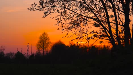 calm deep yellow sunset sky with tree branch silhouette flutter in wind, latvia