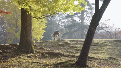 deer in autumn, ginkgo trees turning yellow in nara japan