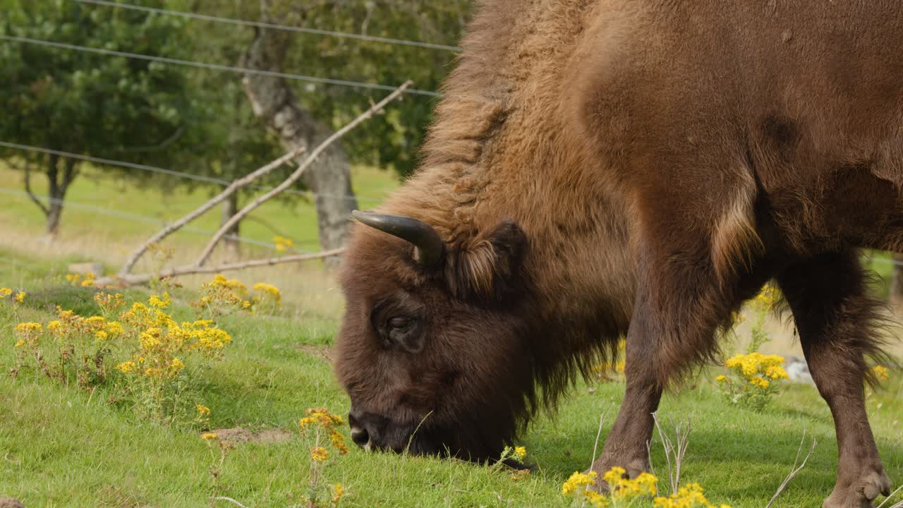 Large bison grazes on green grassland, natural daylight, steady camera, tranquil rural environment