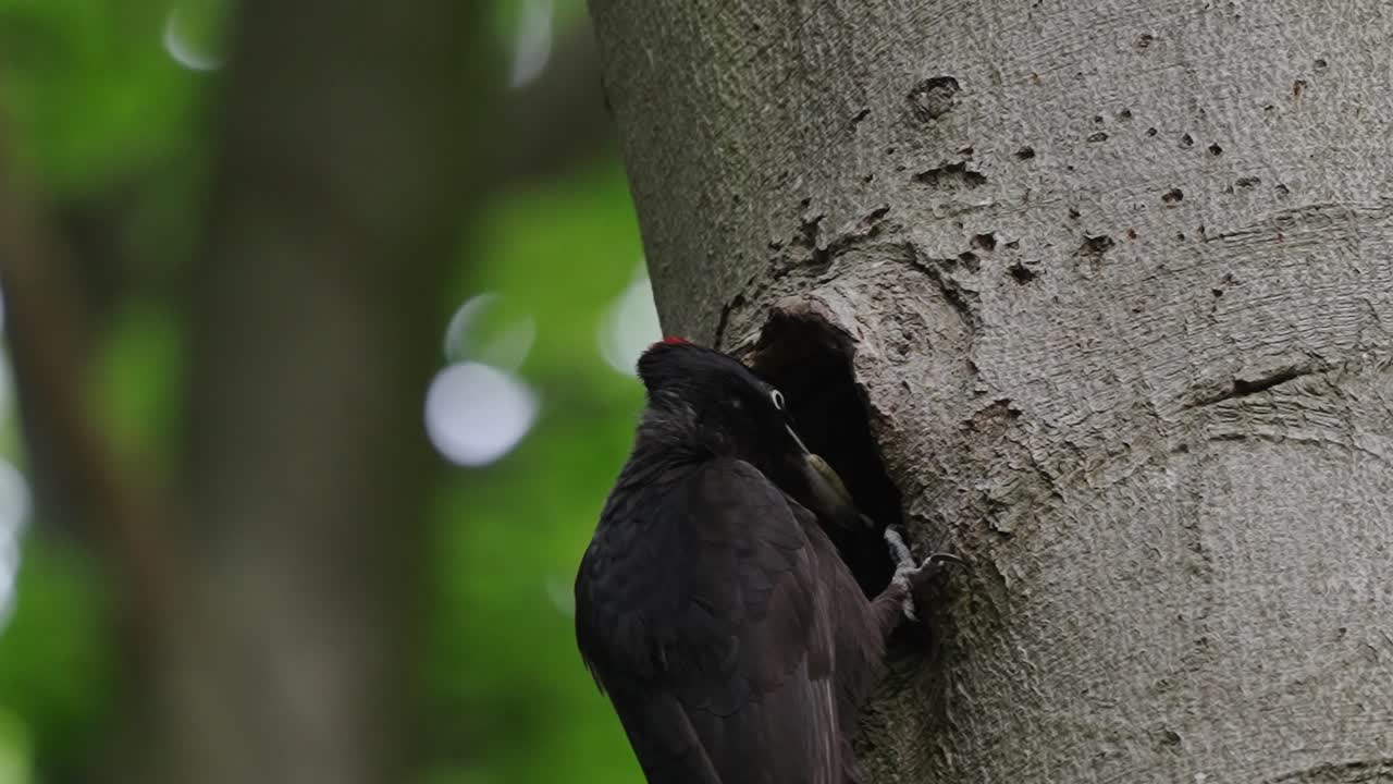 Woodpecker Inserted Its Head On Hollow Tree In The Forest