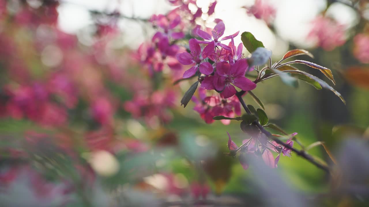 봄 꽃, 체리 또는 사쿠라 나무 가지 꽃, 일몰 배경