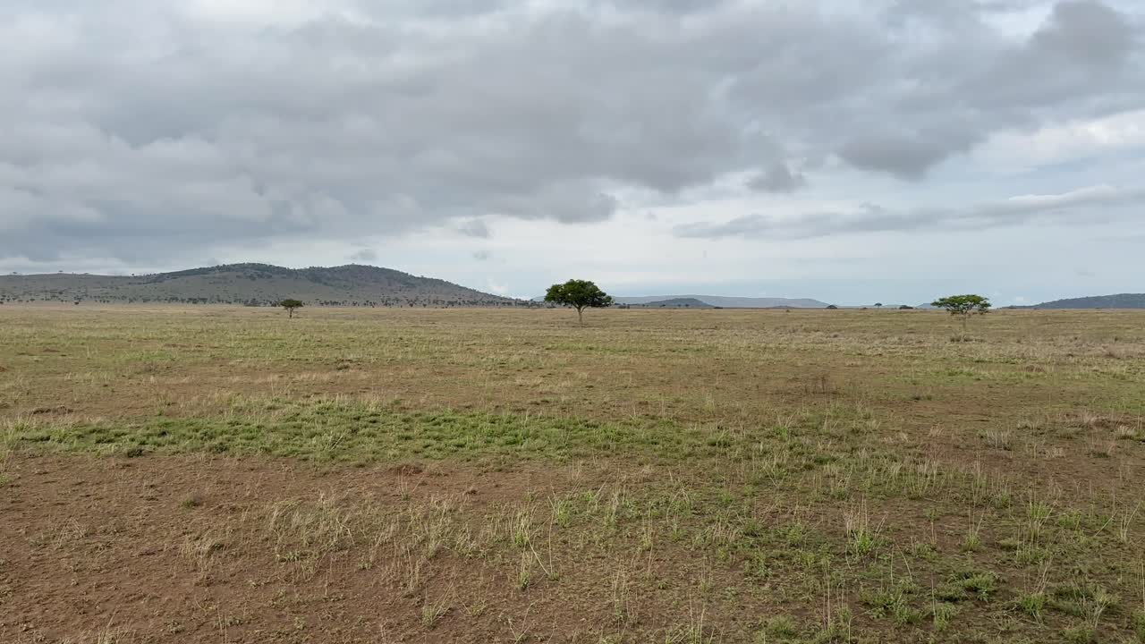 vuelo lento sobre la sabana hacia un árbol solitario en el parque nacional serengeti, tanzania.