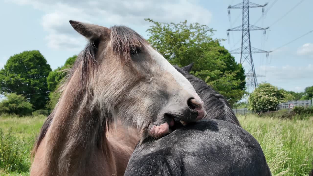 Two horses scratching backs together in a green summer field