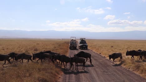 Ein-Clip-Einer-Herde-Von-Gnus,-Bekannt-Als-Taurinus-Oder-Gnus,-Die-Während-Der-Migrationssaison-Im-Ngorongoro-Krater,-Tansania,-Zwischen-Safarifahrzeugen-über-Eine-Straße-Marschiert