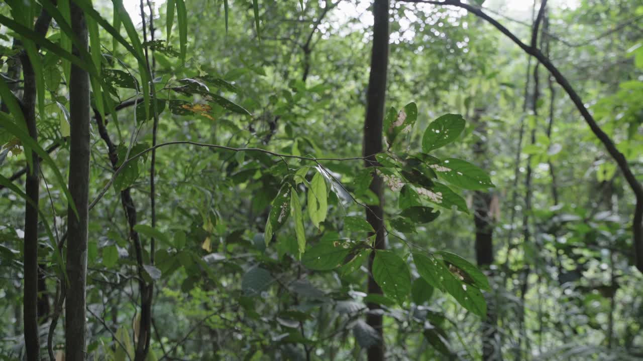 Branches of green leaves and lush trees within thick forest