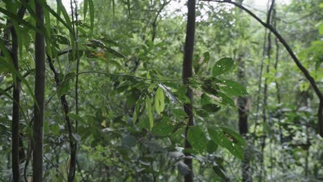 Ramas-De-Hojas-Verdes-Y-árboles-Frondosos-Dentro-De-Un-Espeso-Bosque