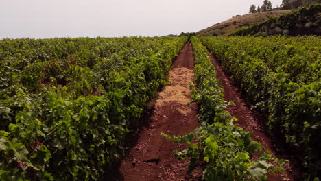 Sonnenschein-über-Rebzeilen-Im-Weinberg