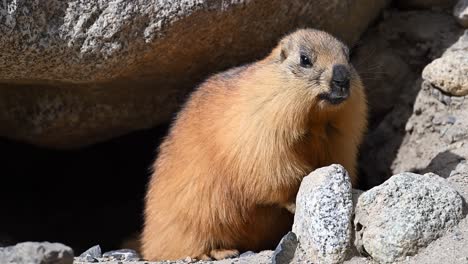 La-Marmota-De-Cola-Larga-O-Marmota-Dorada-Con-Madriguera