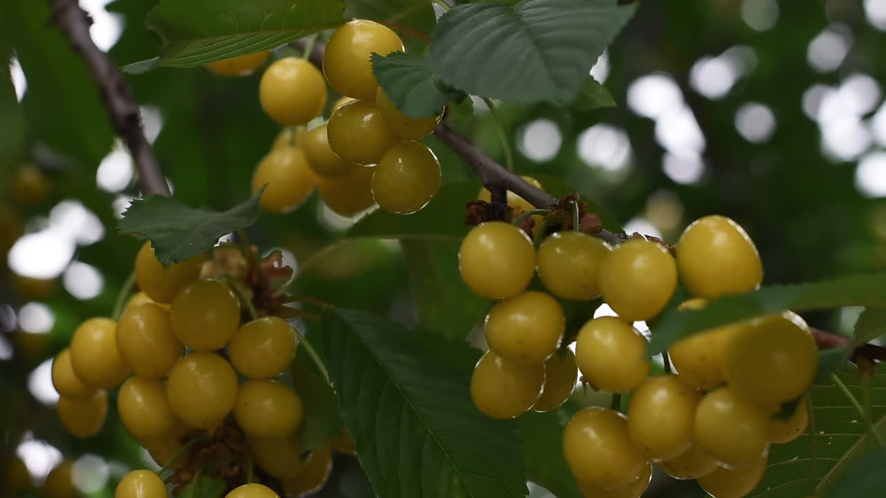 Close up of yellow cherries on the tree in daylight