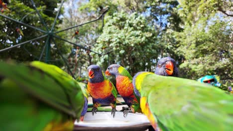 Eine-Gruppe-Von-Regenbogen-Lorikeet-Vögeln-Versammelte-Sich,-Um-Sich-In-Einem-Naturschutzgebiet-Von-Einer-Schüssel-Voller-Futter-Zu-Ernähren