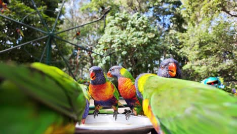 un grupo de pájaros lorikeet arco iris se reunieron para alimentarse de un plato lleno de comida en un santuario de vida silvestre