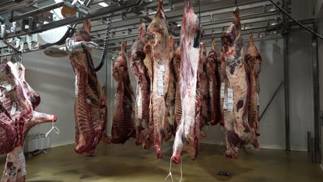 cow meat carcasses hanging from hooks with tracking labels in a slaughterhouse, dolly in shot