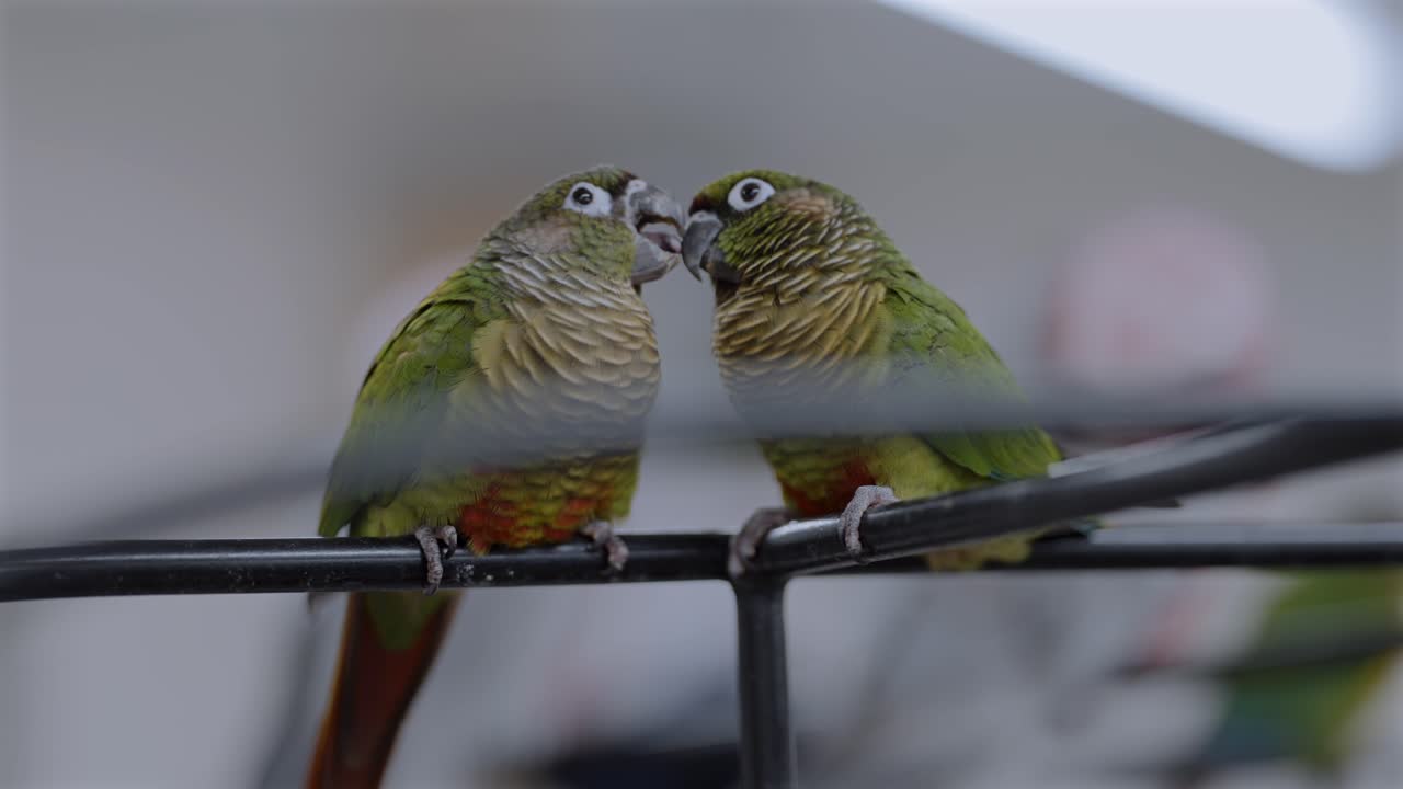 Um casal de periquitos-de-barriga-vermelha se alimenta enquanto está empoleirado dentro de um café para pássaros, destacando o comportamento animal juntamente com as preocupações contínuas sobre bem-estar animal e ética da vida selvagem em cativeiro.