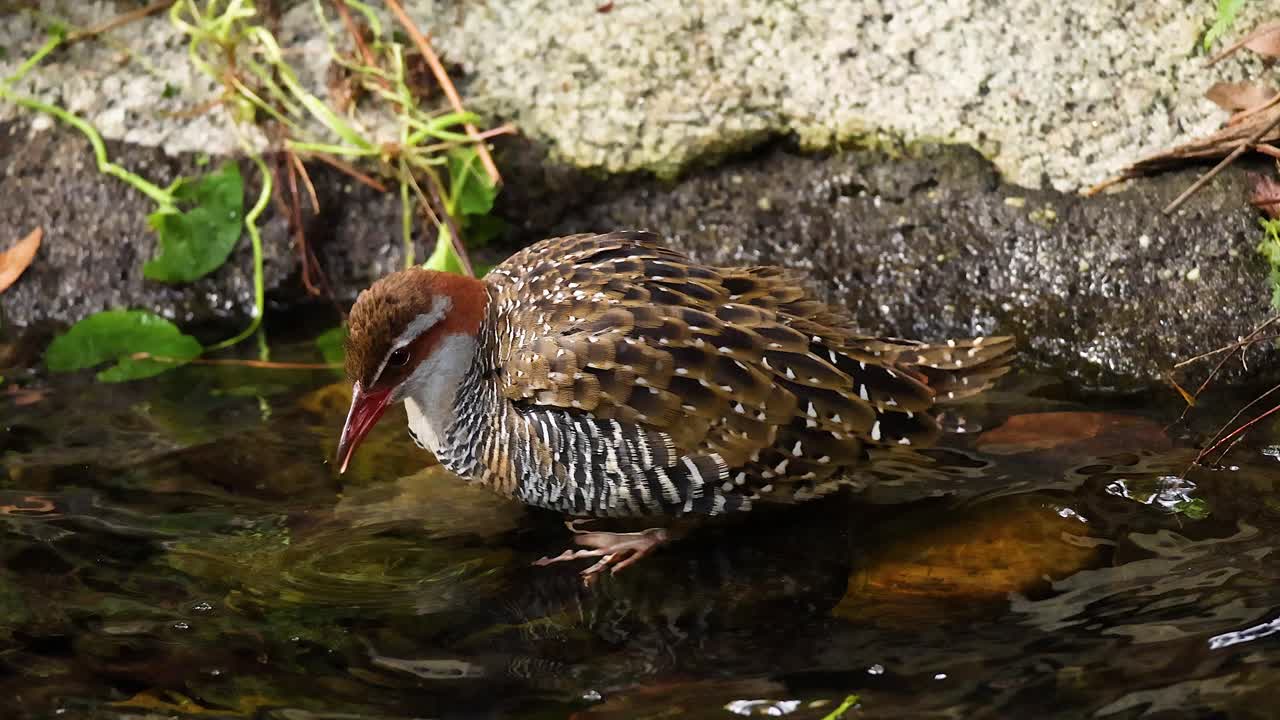 Lewin's Rail bird bathing in shallow water
