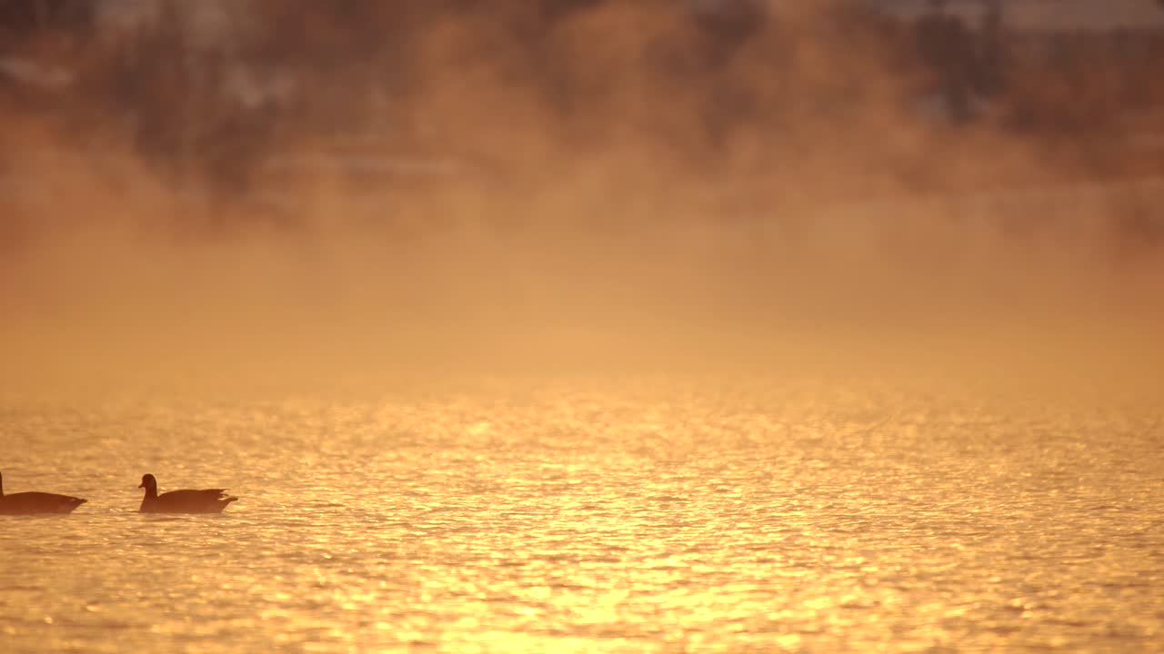 안개 낀 호수에서 수영하는 캐나다 기러기 떼