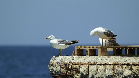 seagulls standing on top of a wall with ocean in background