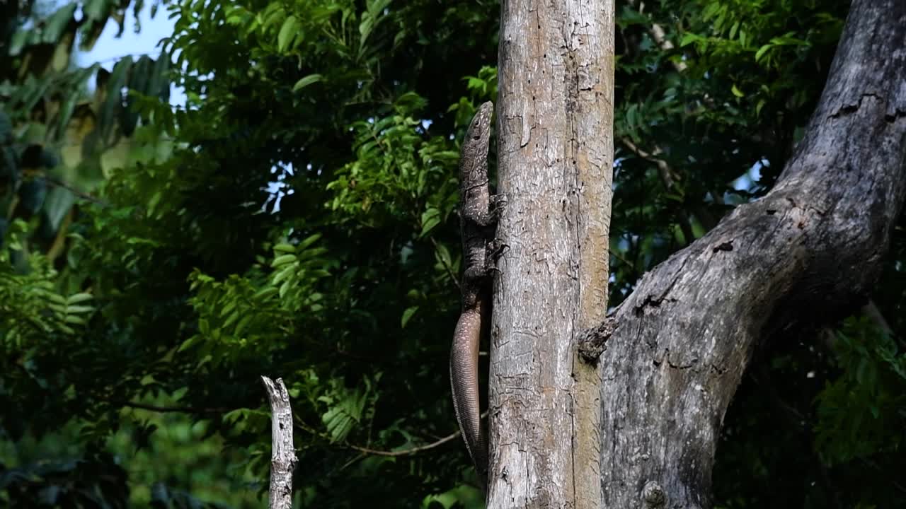 el lagarto monitor nublado se encuentra en tailandia y otros países de asia